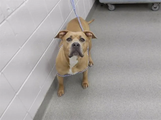 A young medium-sized female Labrador Retriever dog named Sakura for adoption in Omaha, NE