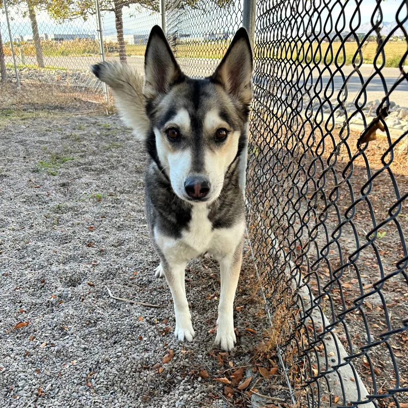 An adult large-sized female Black Husky dog named Fable for adoption in Lindon, UT