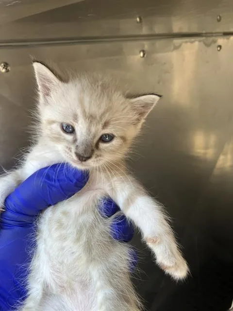 A baby medium-sized male American Shorthair cat named Snow for adoption in Dallas, TX