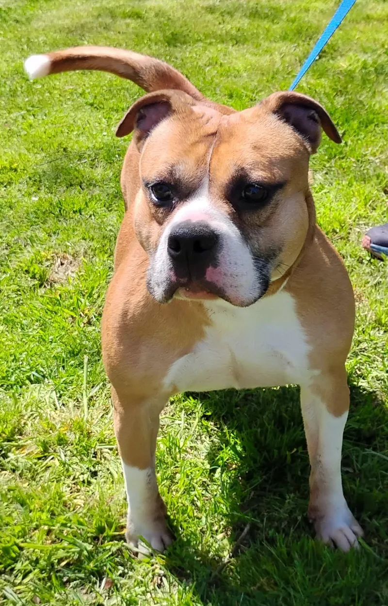 Layla Roxie thumbnail 3