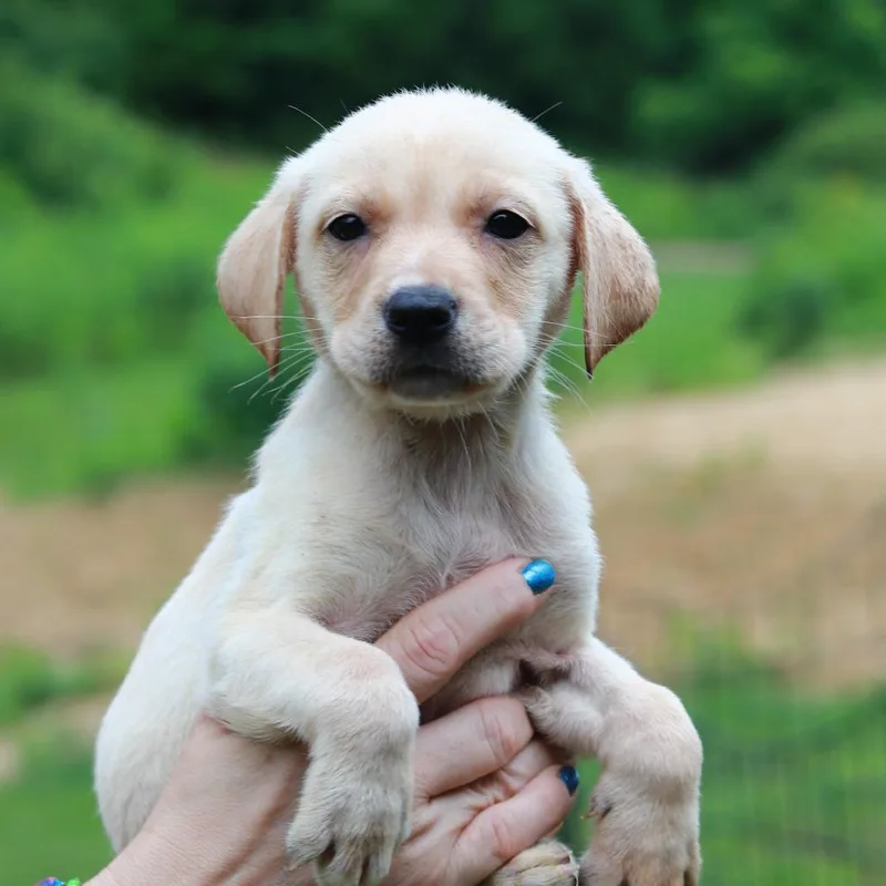 A baby small-sized male Yellow / Tan / Blond / Fawn Labrador Retriever dog named CT Spaghetti avail Jul for adoption in Stormville, NY
