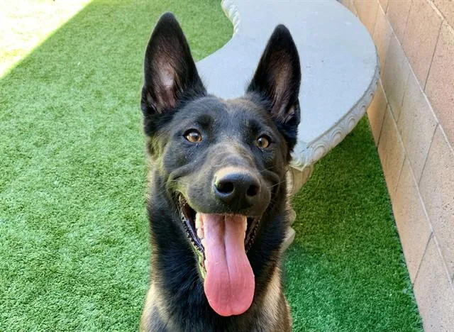 A young large-sized male Belgian Shepherd / Malinois dog named Troy for adoption in Moreno Valley, CA
