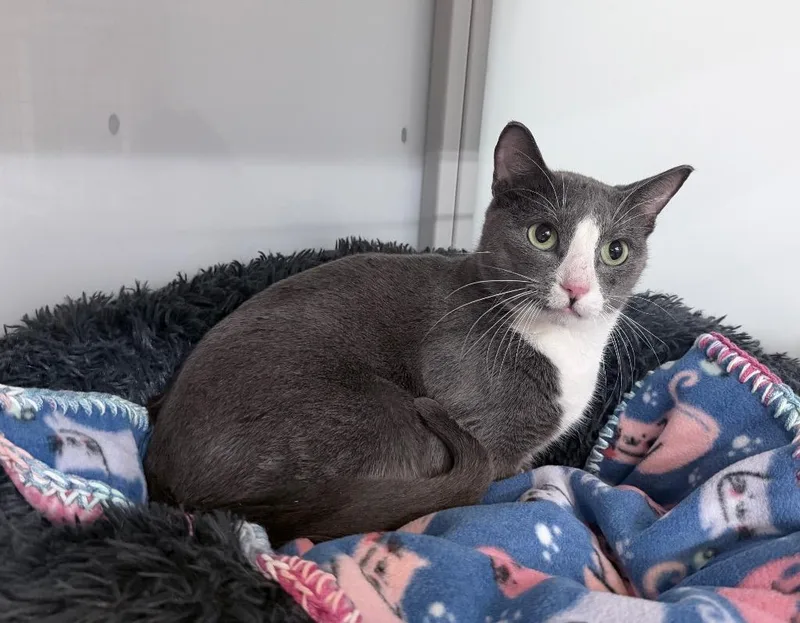 An adult medium-sized male Domestic Short Hair cat named Dracovish for adoption in Raleigh, NC