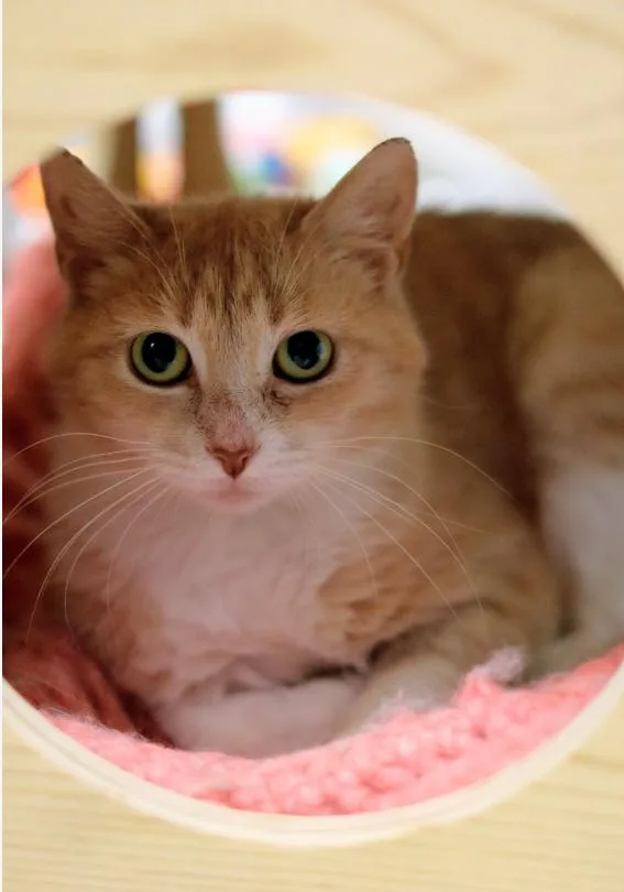 A young medium-sized female Tabby (Orange / Red) Domestic Short Hair cat named Nana for adoption in Chicago, IL