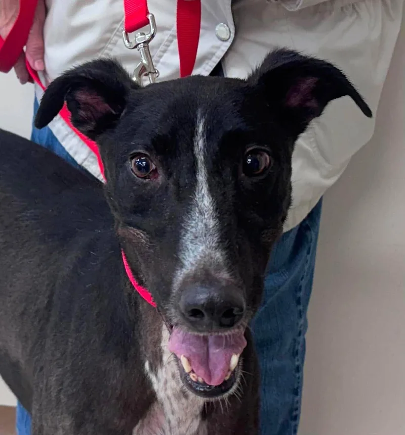 An adult medium-sized male Greyhound dog named Dodgeball for adoption in Westerville, OH