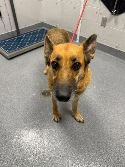 A senior extra large-sized female Mixed Breed dog named Pluto for adoption in Sevierville, TN