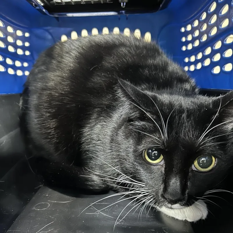 An adult medium-sized female Black Domestic Short Hair cat named Panda for adoption in Newark, NJ
