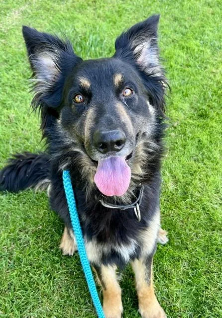 A young large-sized male German Shepherd Dog dog named Lucien for adoption in Sacramento, CA