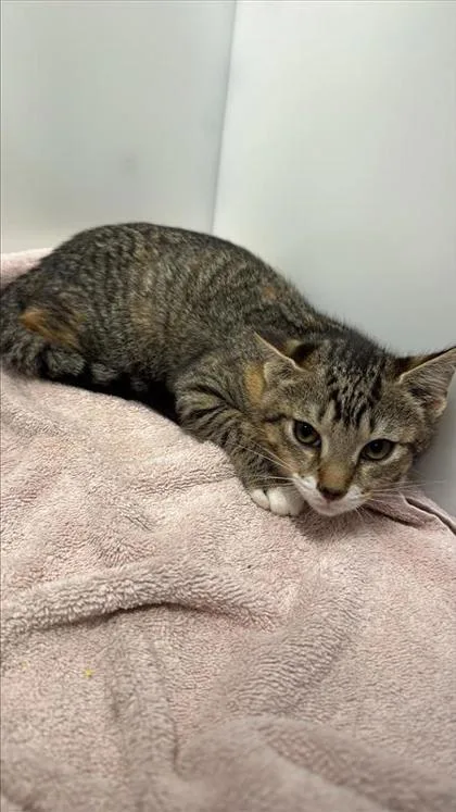 A baby small-sized female Domestic Short Hair cat named Victoria for adoption in West Chester, PA