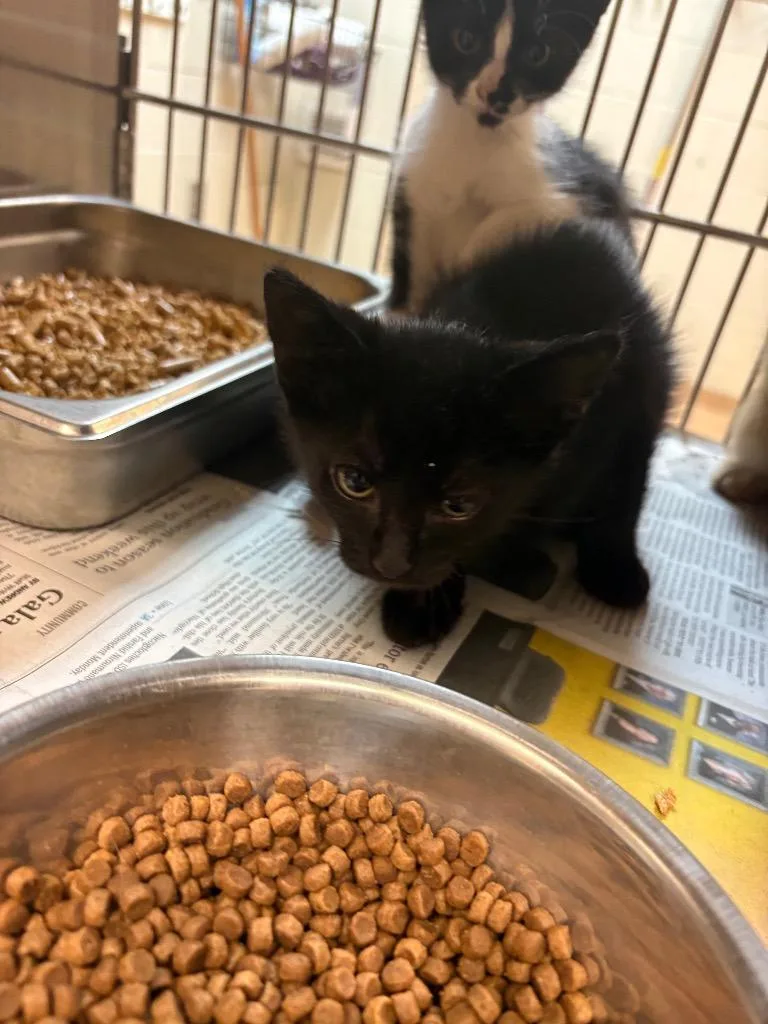 A baby medium-sized male Domestic Short Hair cat named Blarry for adoption in Nacogdoches, TX