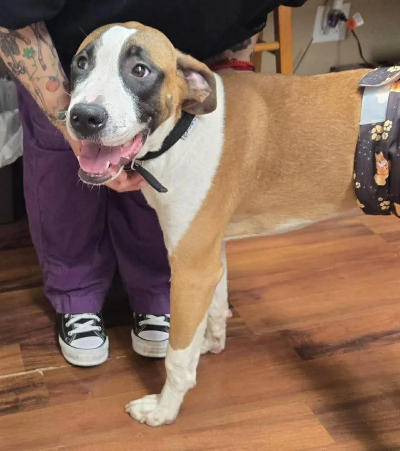 A baby large-sized male Tricolor (Brown, Black, & White) Boxer dog named Boxer Brothers: Dale for adoption in Dallas, TX