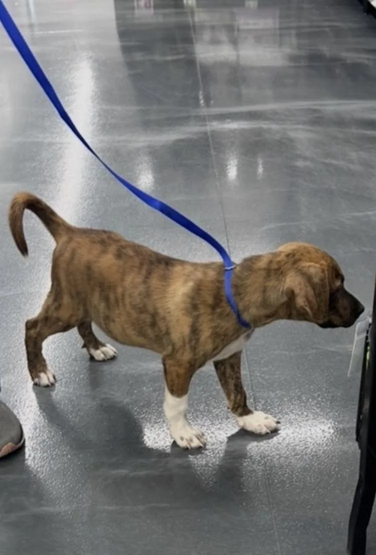 A baby medium-sized male Brindle Mountain Cur dog named Curry for adoption in Wonder Lake, IL