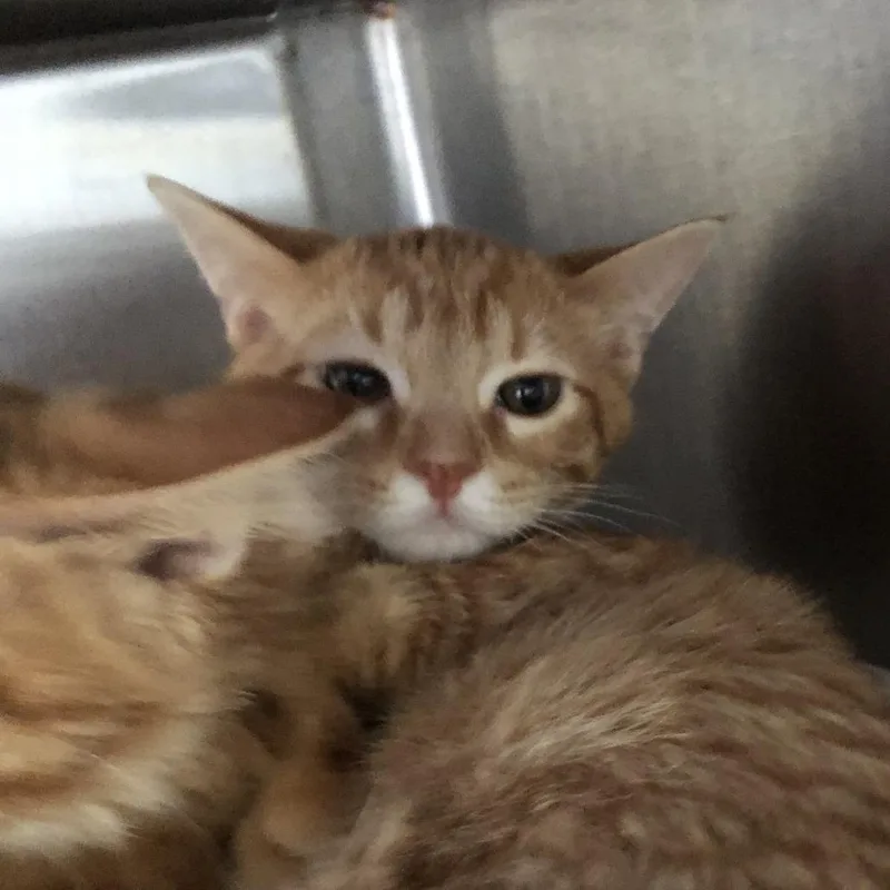 A baby medium-sized male Orange / Red Domestic Short Hair cat named Mm for adoption in Oak Park, IL