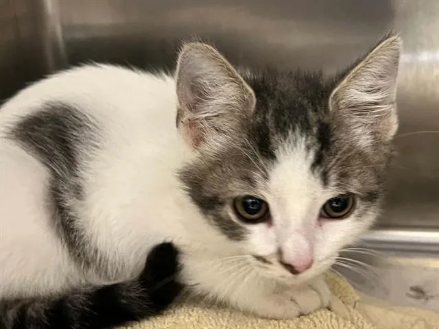 A baby small-sized male Domestic Short Hair cat named Kristen for adoption in Tustin, CA