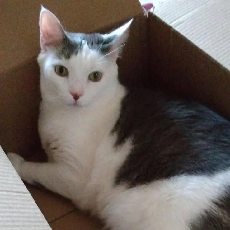 An adult large-sized male White Domestic Short Hair cat named Rudy for adoption in Chesapeake, VA