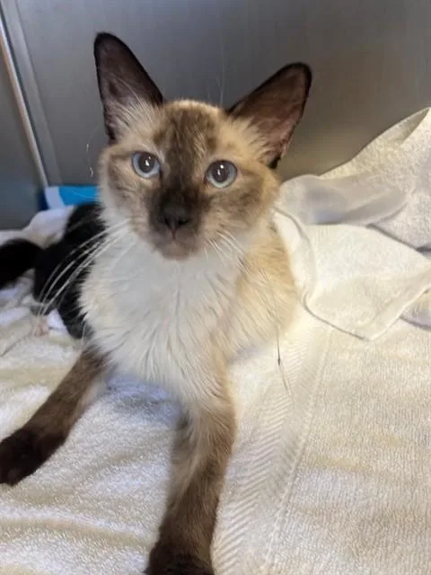 A young medium-sized female Domestic Short Hair cat named Lolita for adoption in Thousand Palms, CA
