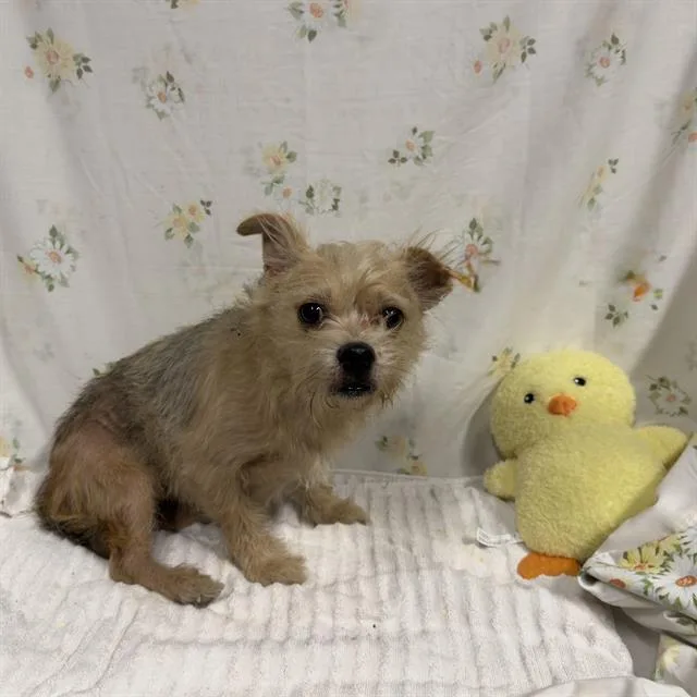 Teddy