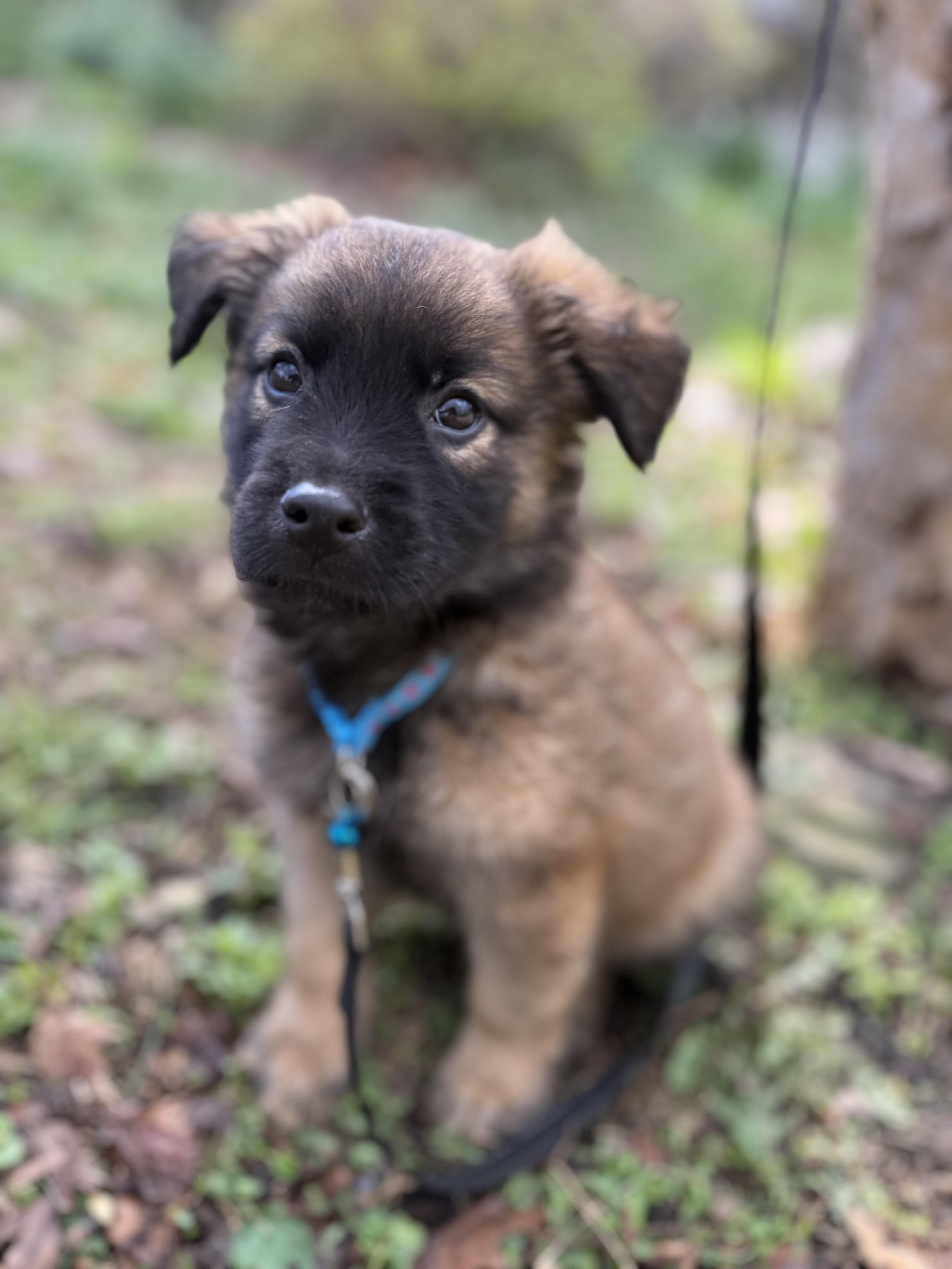 Truffles thumbnail 2