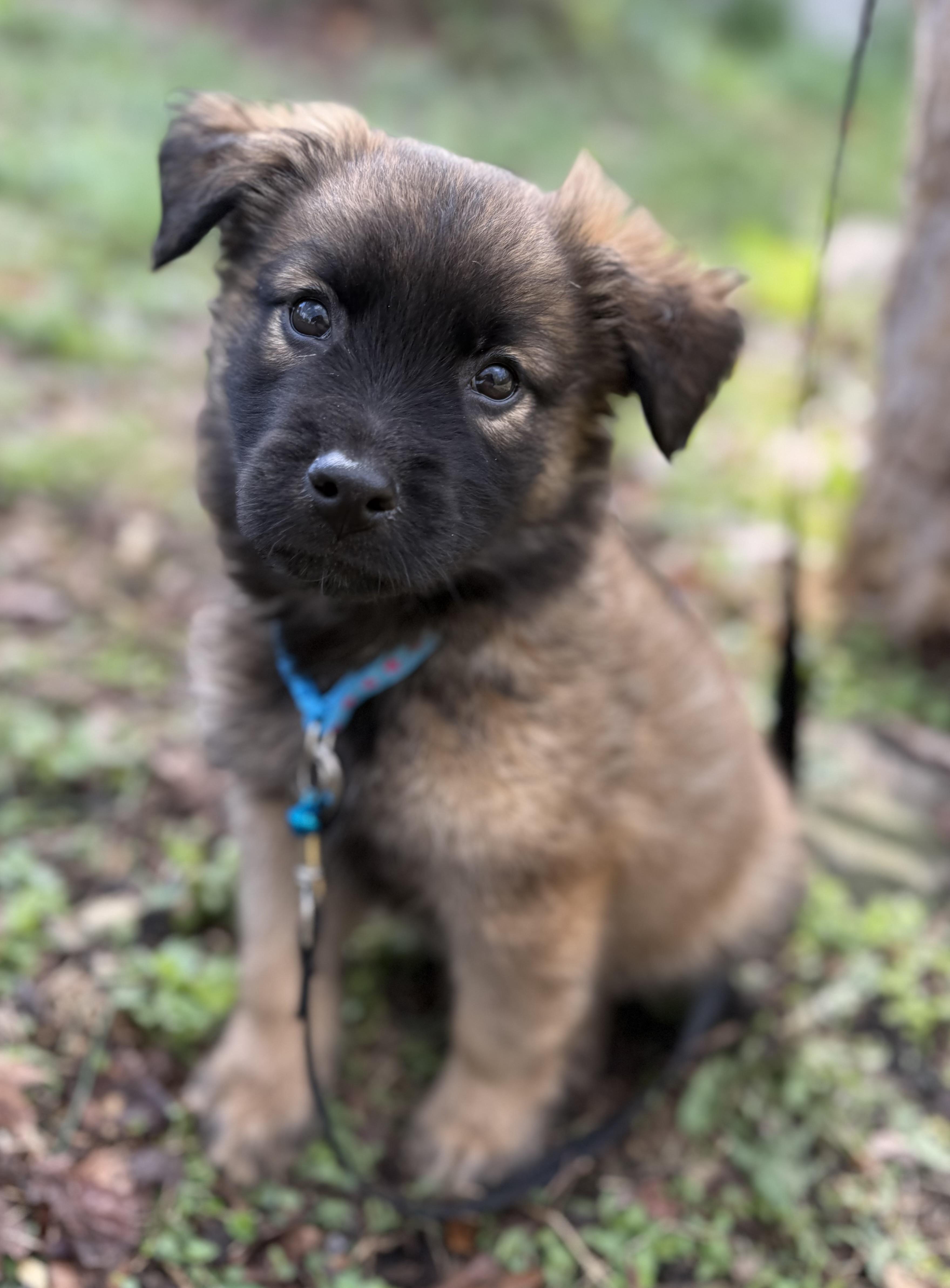A baby medium-sized male Sable Australian Shepherd dog named Truffles for adoption in Tomkins Cove, NY