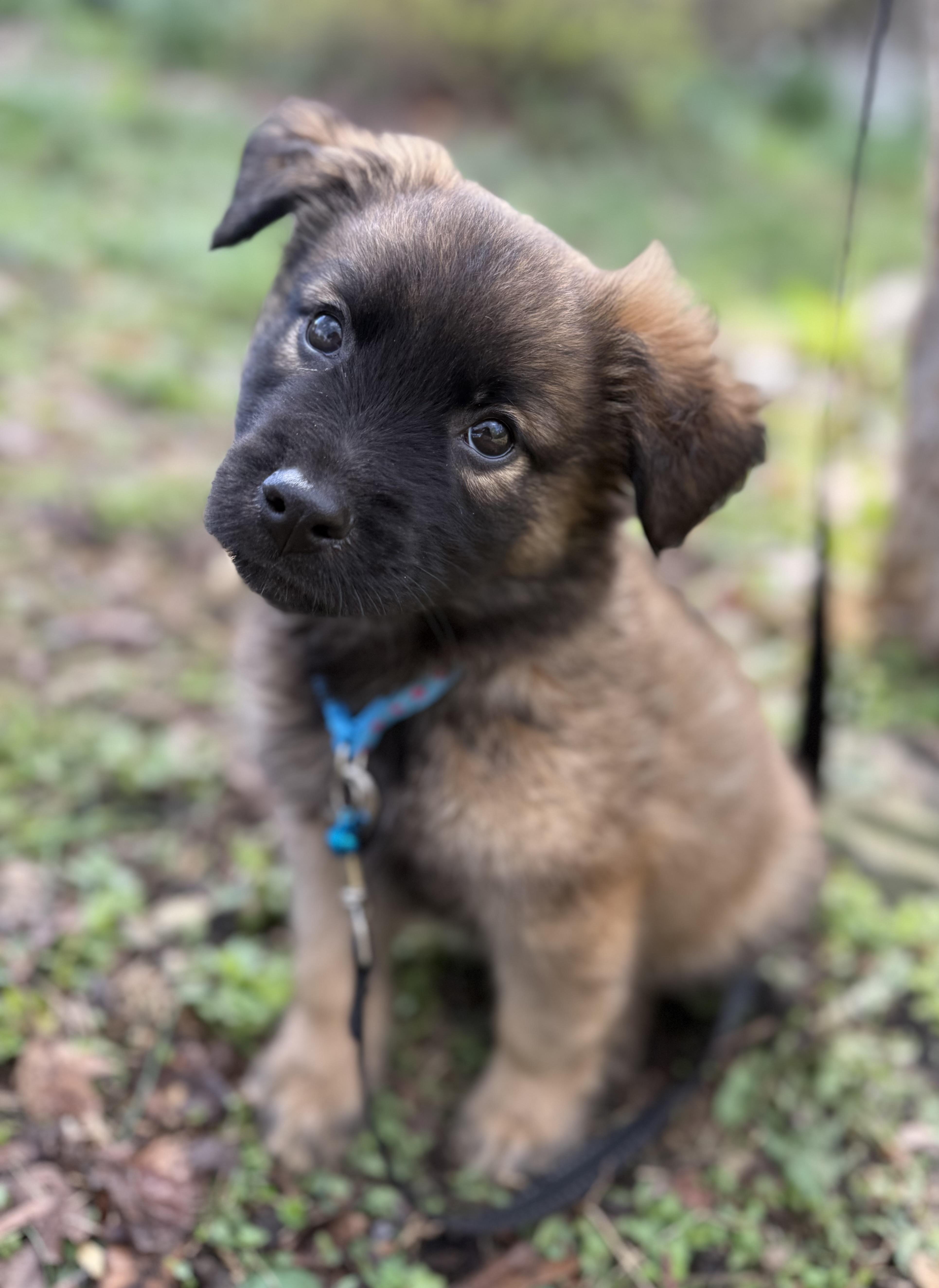 Truffles thumbnail 3