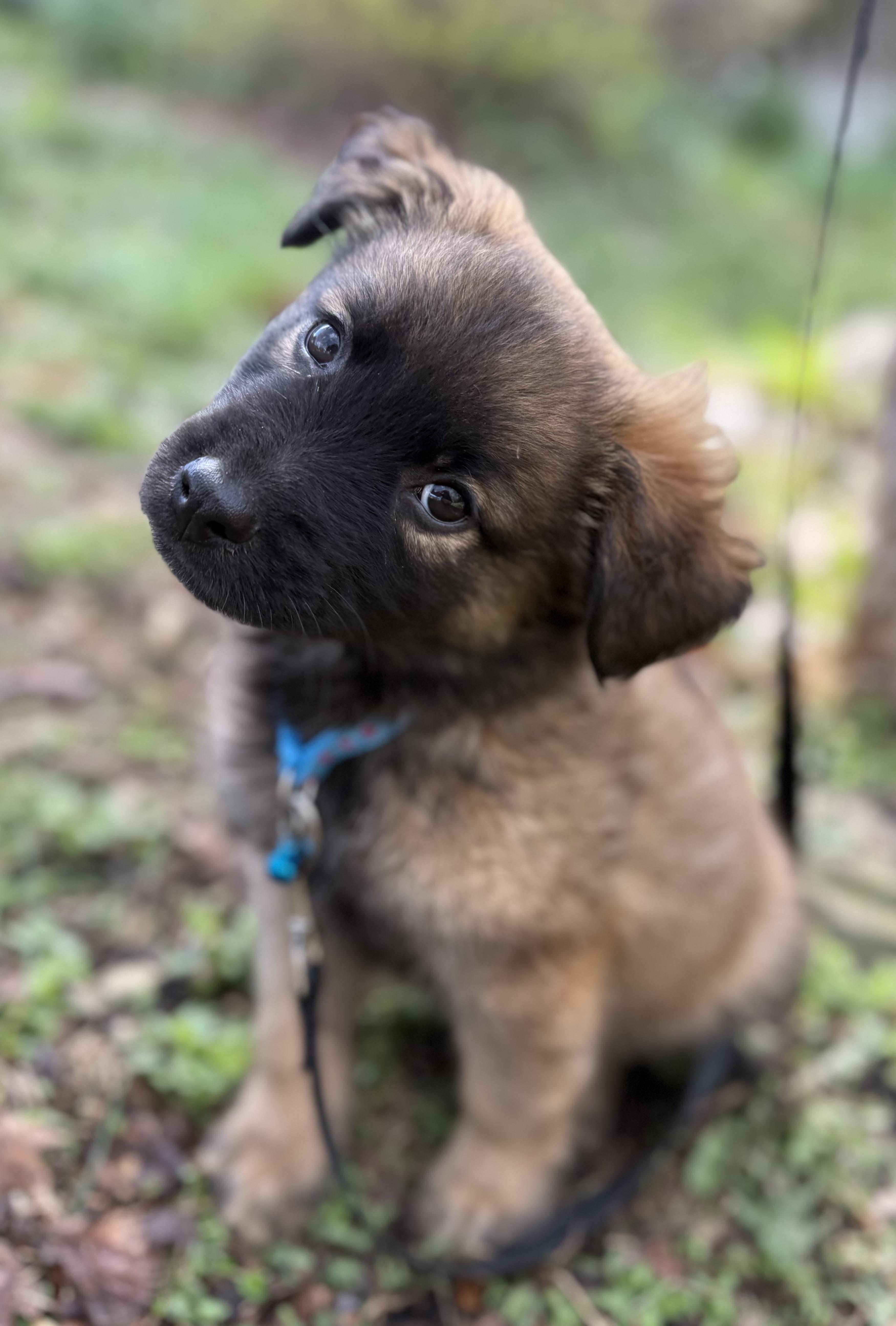 Truffles thumbnail 4