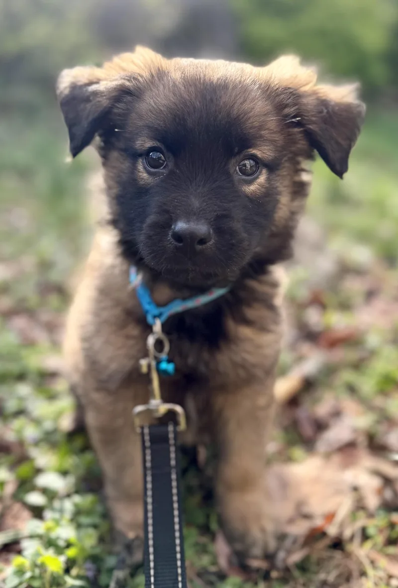 Truffles thumbnail 5