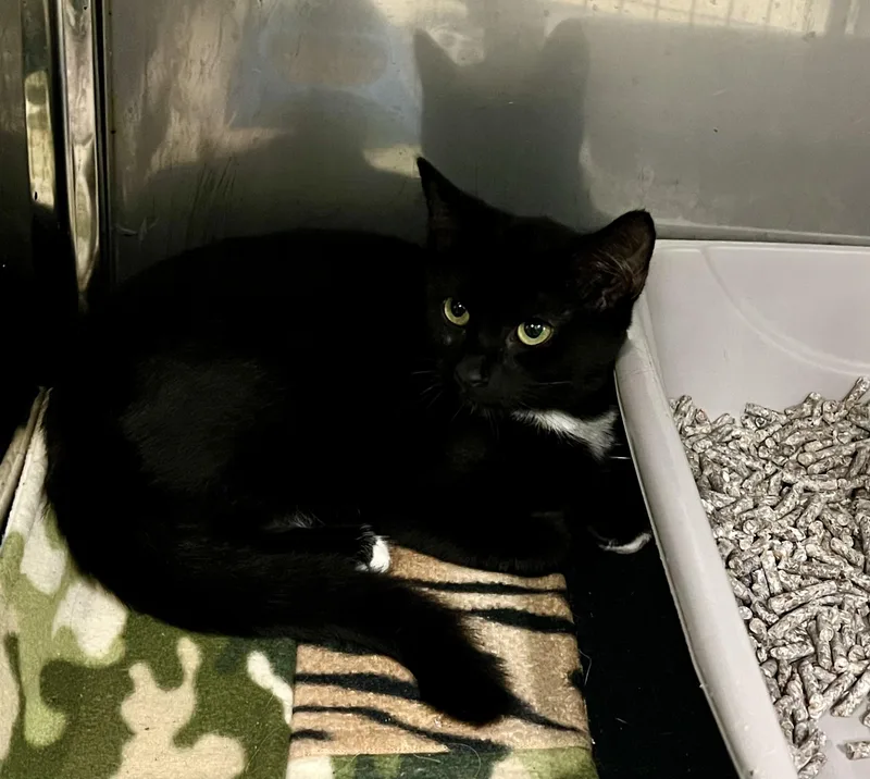 A baby medium-sized male Black Domestic Short Hair cat named Leonardo for adoption in Sparta, NC