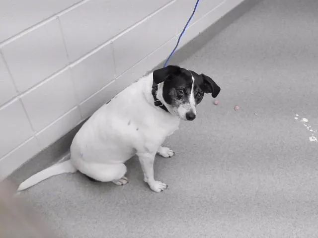 An adult large-sized female Rat Terrier dog named Zoey for adoption in Omaha, NE