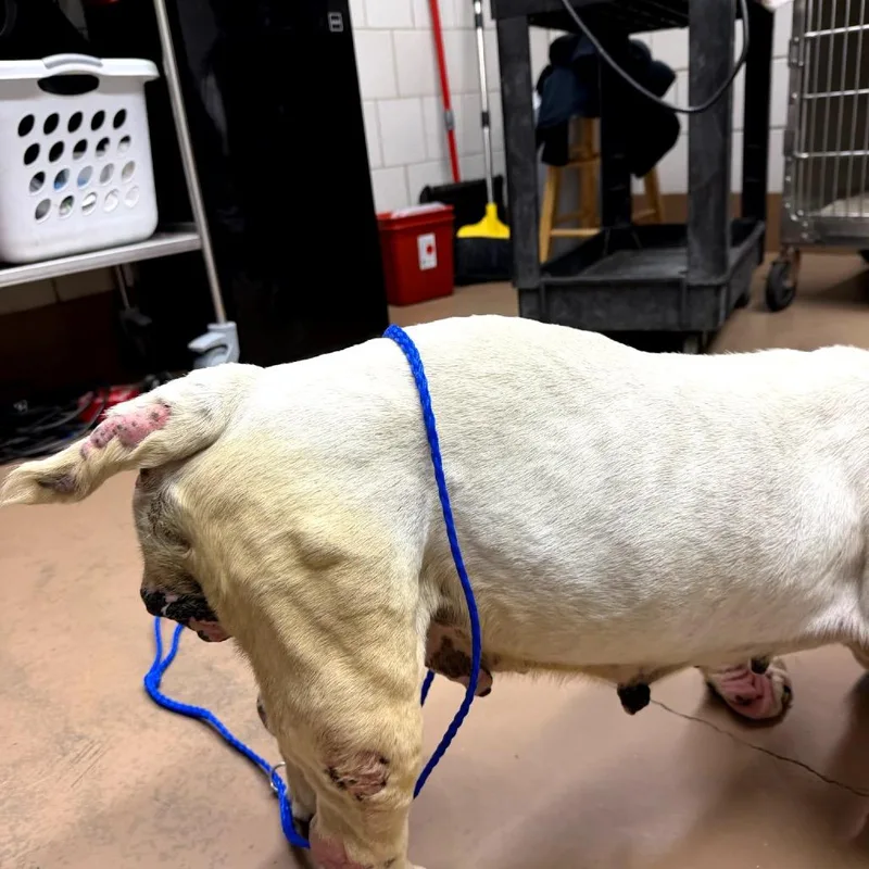 Lady Gaga thumbnail 4