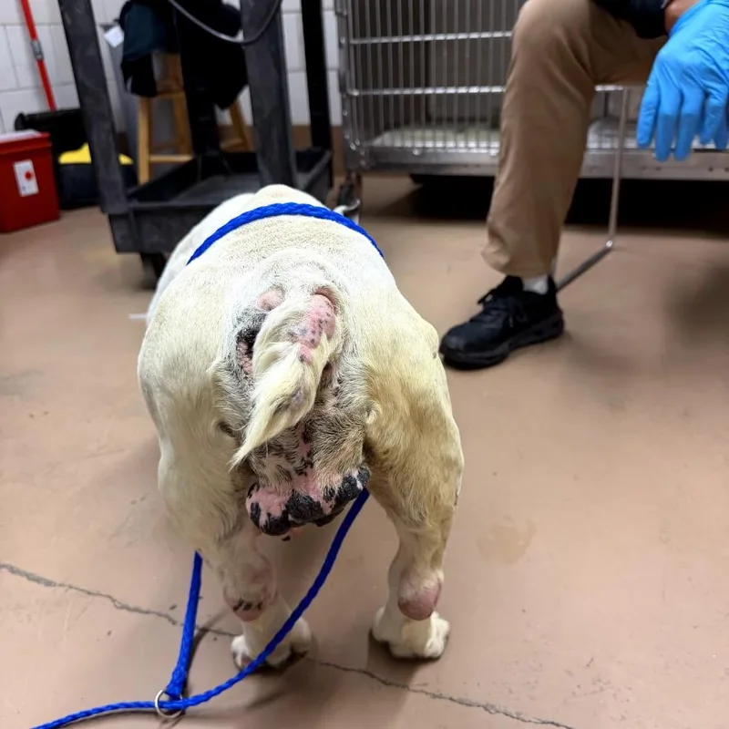 Lady Gaga thumbnail 5