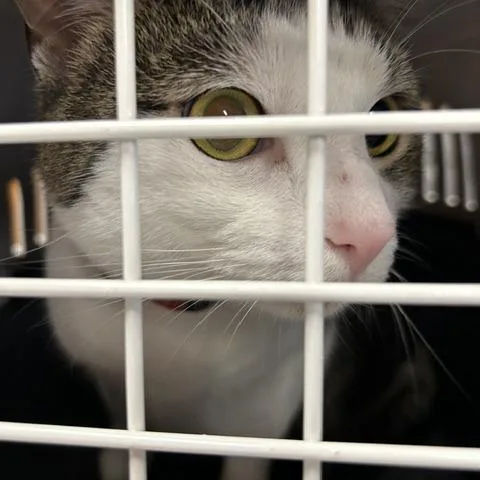 An adult large-sized male Black Domestic Short Hair cat named Cody for adoption in Ashtabula, OH