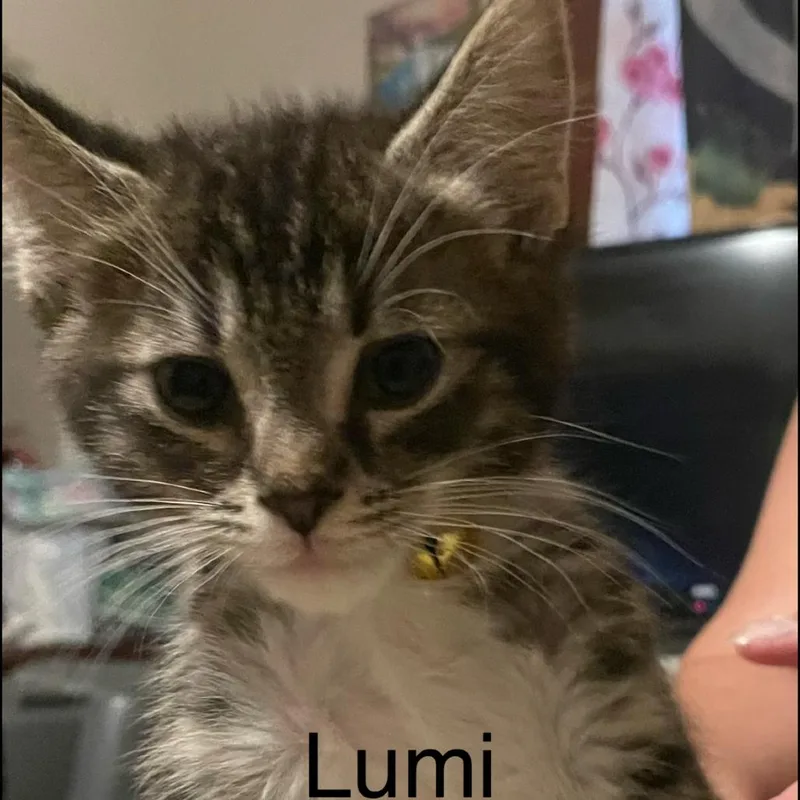 Lumi