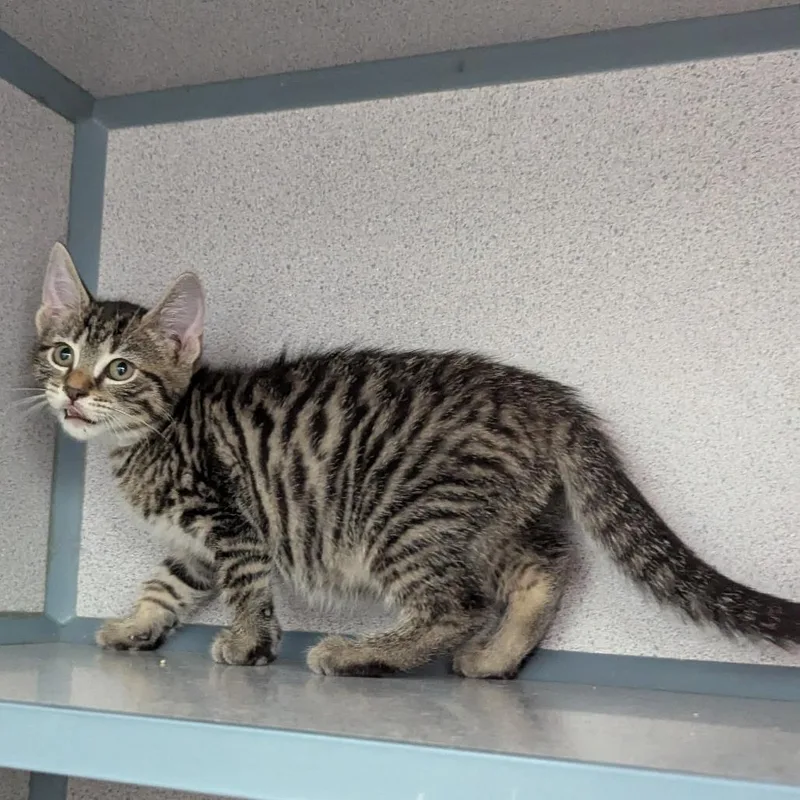 A baby small-sized female Brown / Chocolate Domestic Short Hair cat named Fritatta for adoption in Evansville, IN