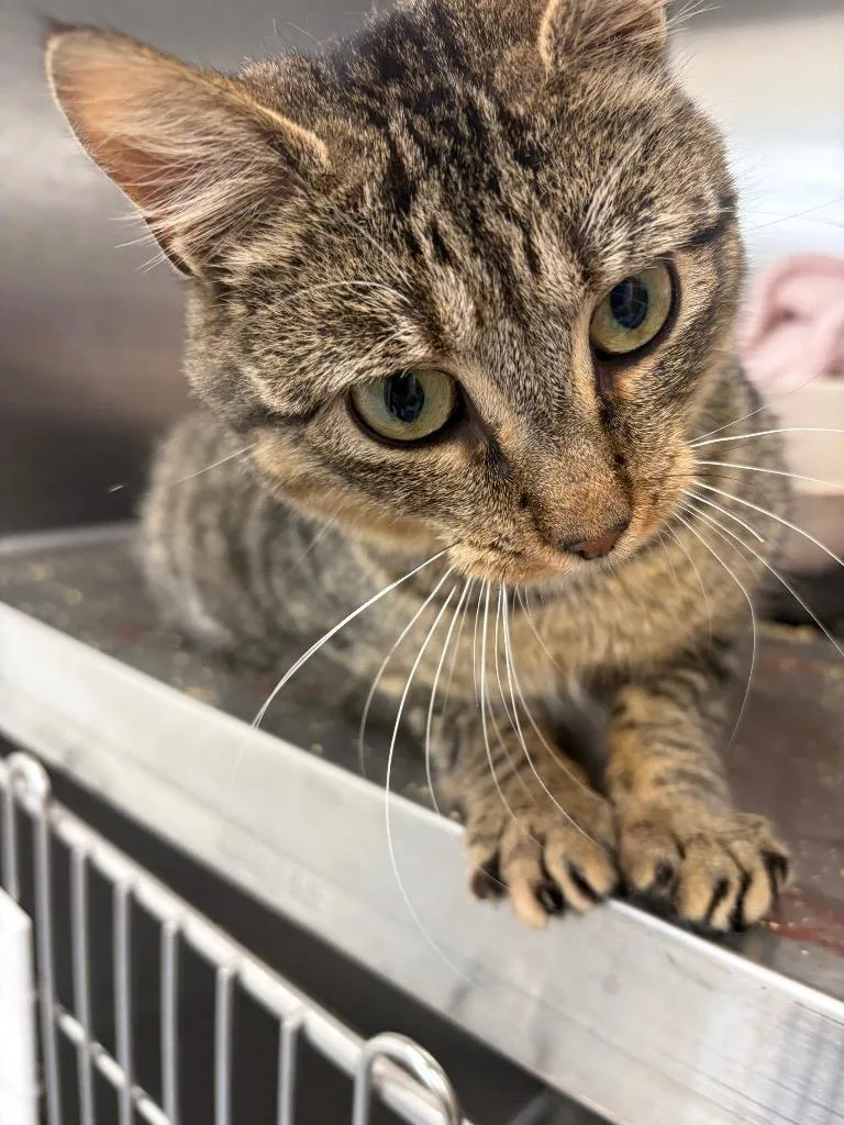 A young small-sized male Domestic Short Hair cat named Acorn for adoption in Hartsville, SC