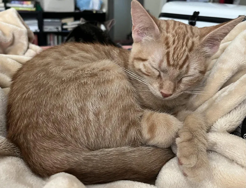 A baby medium-sized male Orange / Red Domestic Short Hair cat named Smarties for adoption in Broomall, PA