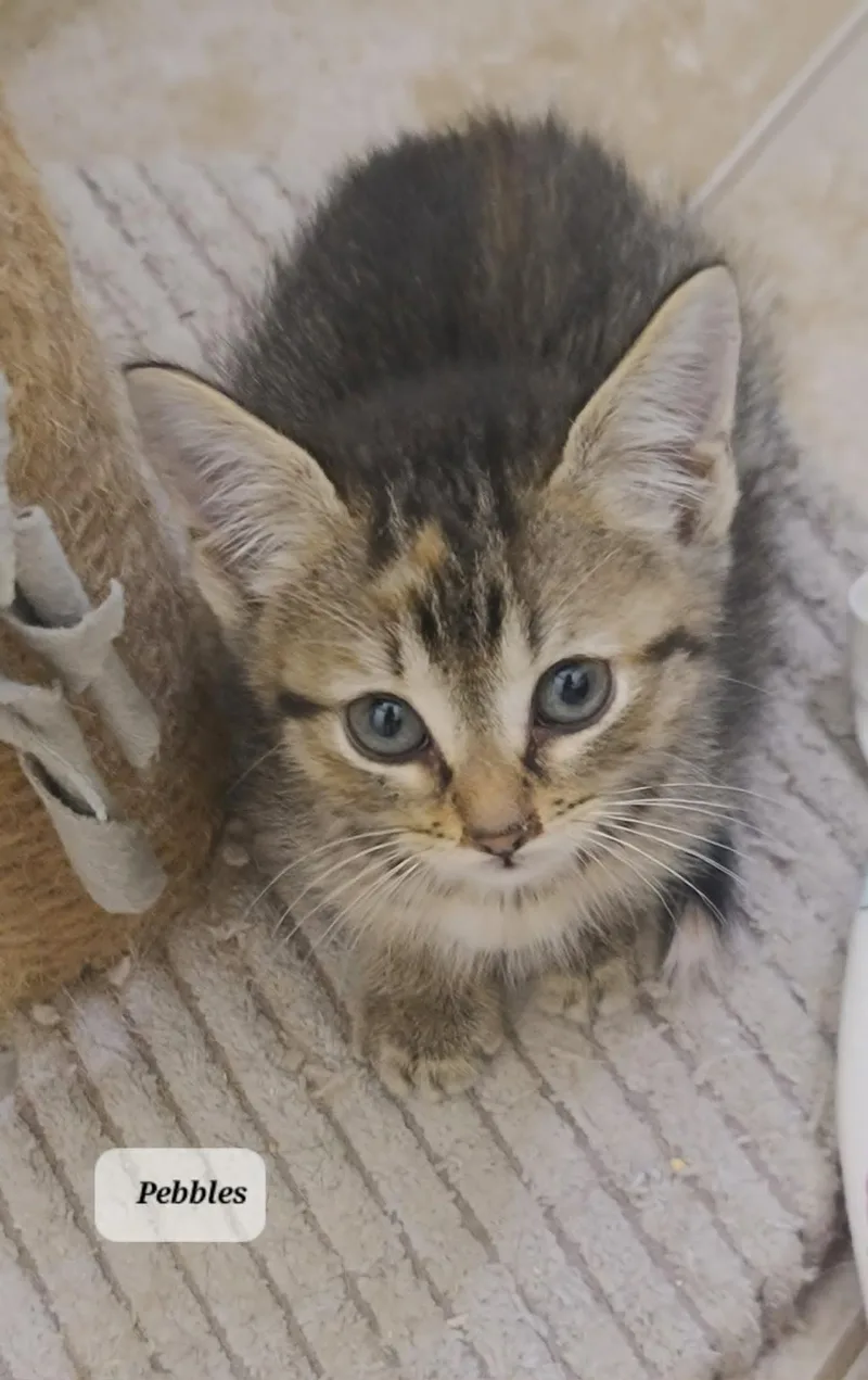 A baby small-sized female Tabby cat named Pebbles C Seago for adoption in Saunderstown, RI