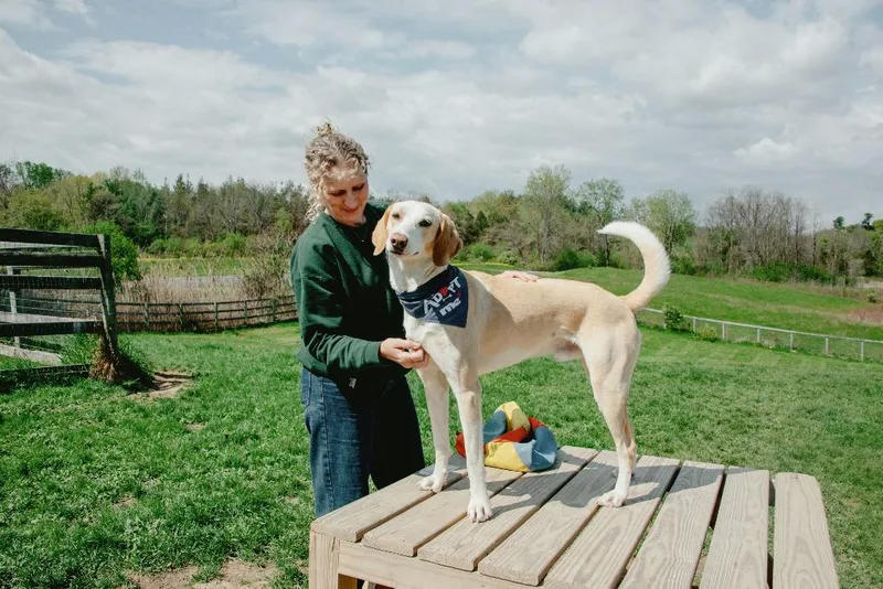 A young medium-sized male Foxhound dog named Timothy for adoption in Hudson, NY