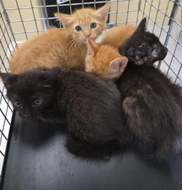 A baby small-sized female Domestic Short Hair cat named Penelope for adoption in Fort Myers, FL