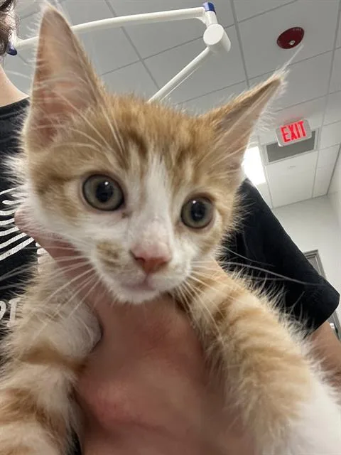 A baby small-sized male Domestic Short Hair cat named Cheeto for adoption in Indianapolis, IN