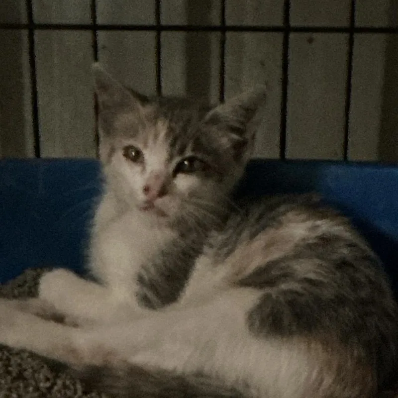 A baby small-sized female White Domestic Short Hair cat named Dagger for adoption in Durant, OK