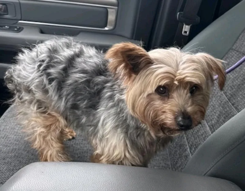 Harleyyorkshire Terrier thumbnail 2