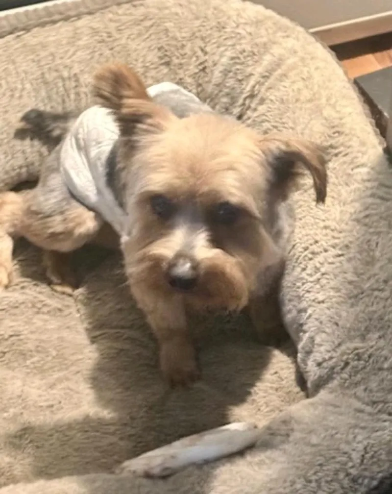 Harleyyorkshire Terrier thumbnail 3