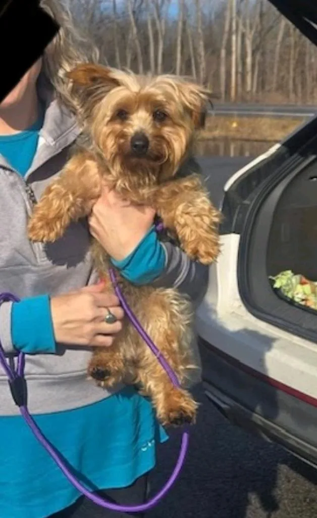 Harleyyorkshire Terrier thumbnail 4