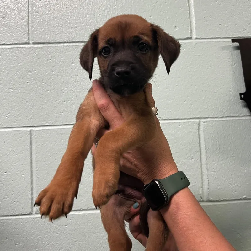 A baby small-sized male Brown / Chocolate Pit Bull Terrier dog named Fennel for adoption in Harrisville, WV