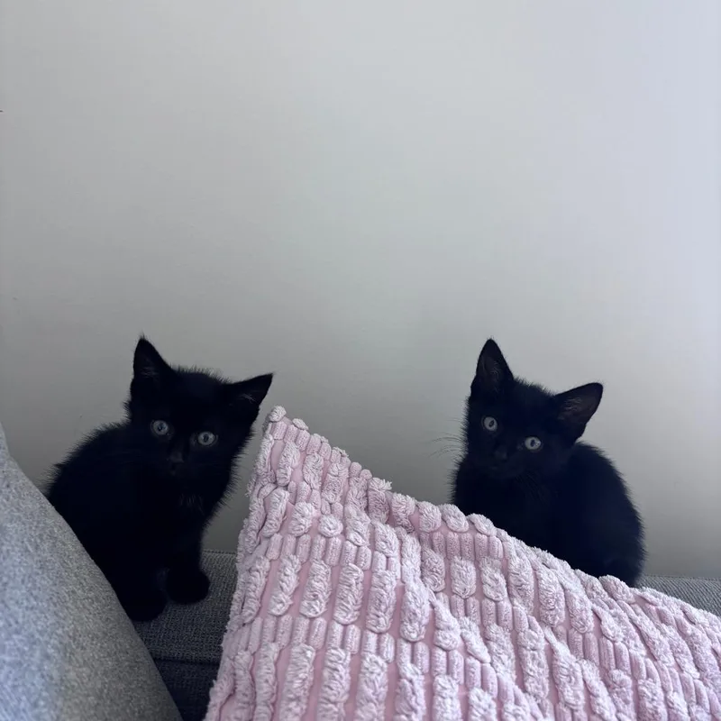 A baby small-sized male Black Domestic Short Hair cat named Unique for adoption in Spokane, WA
