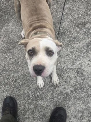 An adult medium-sized female Mixed Breed dog named Thessica for adoption in Atlanta, GA