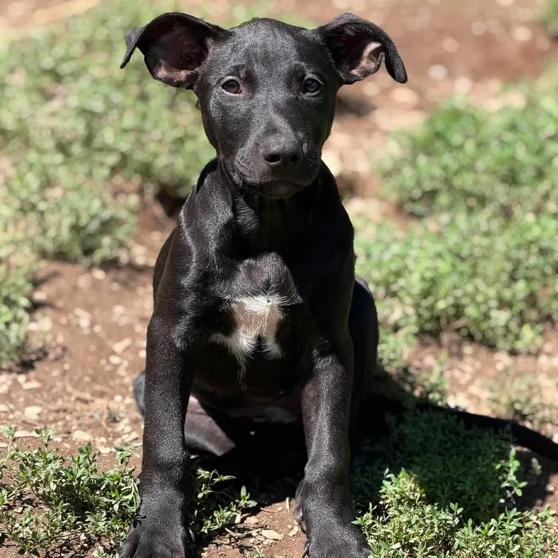 A baby medium-sized female Black Mixed Breed dog named Brynn for adoption in BONIFAY, FL