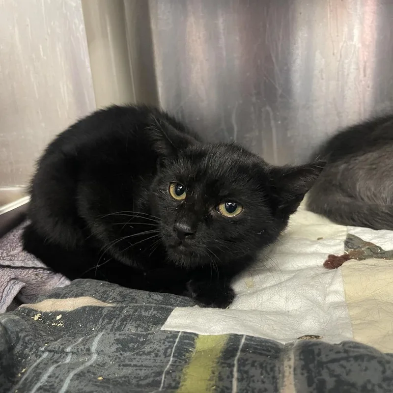 A baby small-sized female Black Domestic Short Hair cat named Kennedy for adoption in Mentor, OH