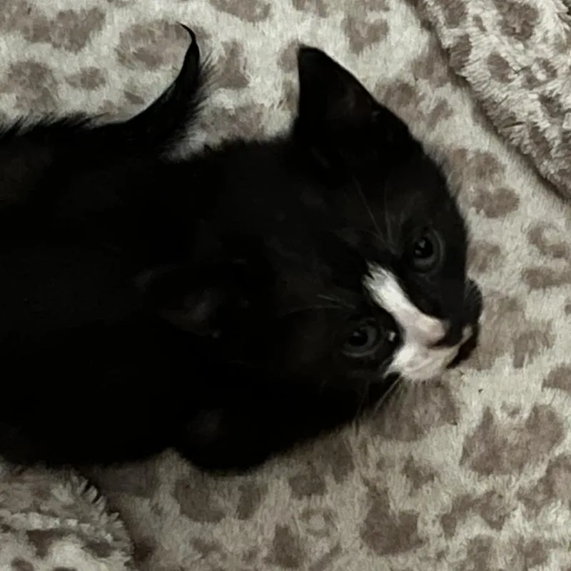 A baby small-sized male Black Domestic Short Hair cat named Squishy for adoption in West Palm Beach, FL