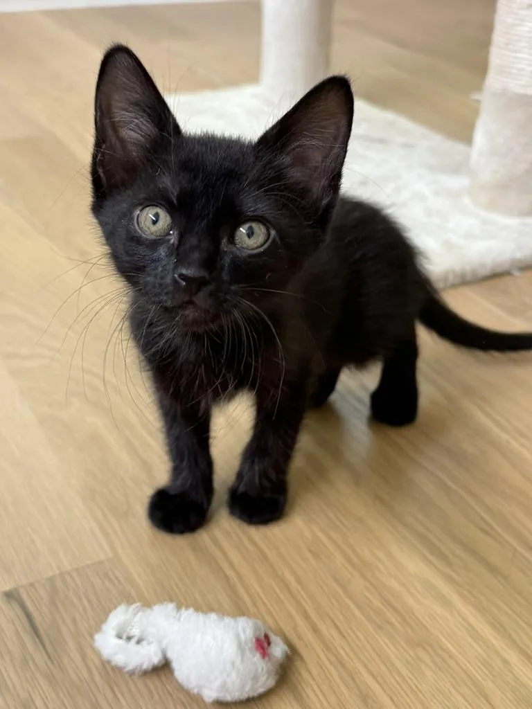 A baby medium-sized male Black Domestic Short Hair cat named Stu for adoption in Fort Worth, TX